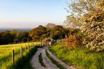 Evening Light in the South Downs Countryside