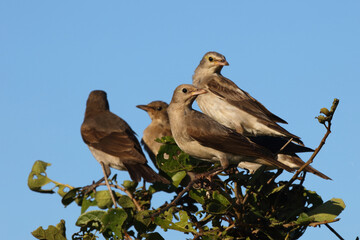 Lappenstar / Wattled starling / Creatophora cinerea..