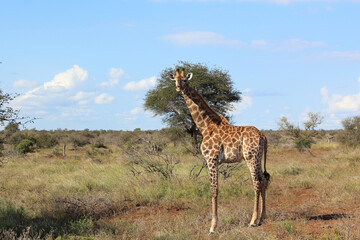 Giraffe / Giraffe / Giraffa camelopardalis