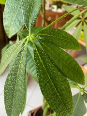 Green Pachira plant leaves with water