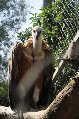 Águila