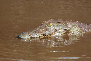 Nilkrokodil / Nile crocodile / Crocodylus niloticus