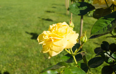 Close up of beautiful flower orange, peach, yellow rose blossom in nature garden with branch and green leaves, blurry background. Rogaska Slatina,Slovenia.