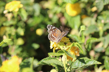 butterfly on a flower