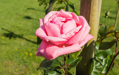 Close up of beautiful flower pink, crimson rose blossom in nature garden with branch and green...