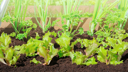 Lettuce, parsley and leeks are grown in the garden of the organic food farm. Growing vegetables in black soil with the addition of humus and compost. Vitamin diet for health and wellness.
