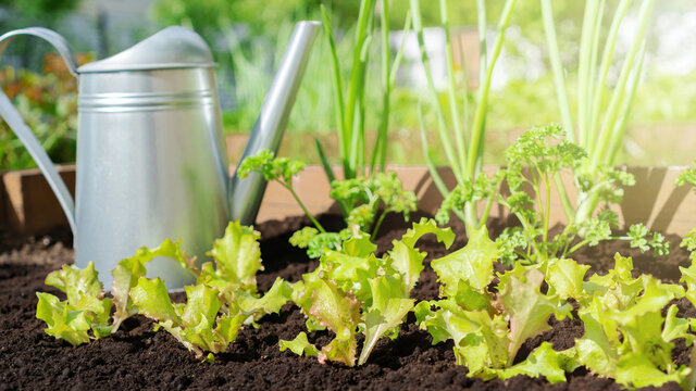 A metal watering can stands on a vegetable patch next to lettuce, parsley, and onions. Grow vegetables and greens in raised wooden beds according to the principles of organic farming.