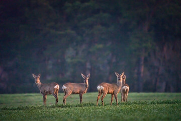 Deers in the Woods
