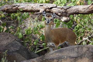 Fototapeta premium Klippspringer / Klipspringer / Oreotragus oreotragus