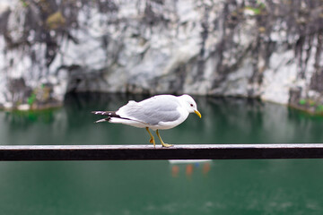 
Seagull staying on the stone near the mountain and looking at the sea