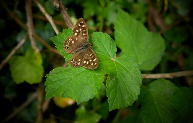 Butterfly closeup