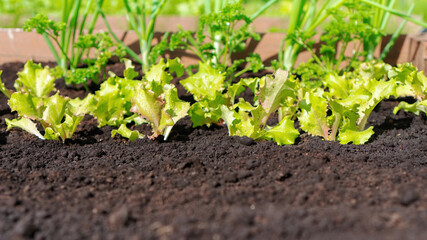 Background with black earth and green plants in the background with copy space. Production of a soil mixture with humus, compost and peat for use on farms for growing organic products.