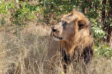 Afrikanischer Löwe / African lion / Panthera leo.