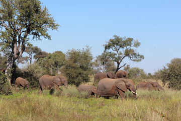 Afrikanischer Elefant / African elephant / Loxodonta africana...