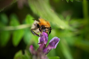 Bumblebee closeup