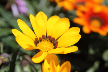 yellow flower