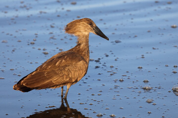 Hammerkopf / Hamerkop / Scopus umbretta