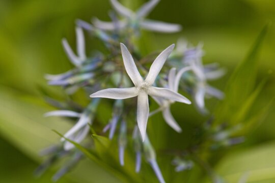 Bluestar flower, Amsonia ciliata