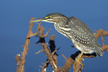 Mangrovenreiher / Green-backed heron / Butorides striatus
