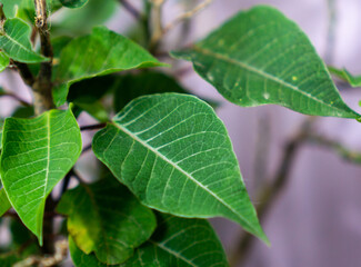 Hojas verdes de nochebuena