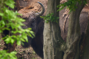 Wild Bison
