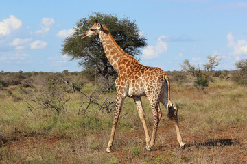 Giraffe / Giraffe / Giraffa camelopardalis