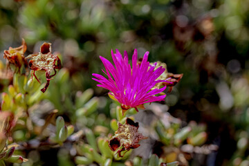 bee on a flower