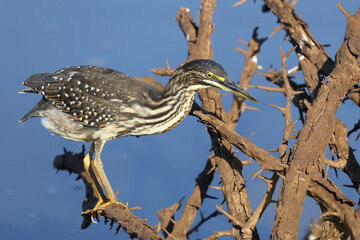 Mangrovenreiher / Green-backed heron / Butorides striatus