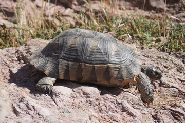 Tortoise wild in Athens 