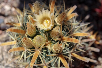cactus close up