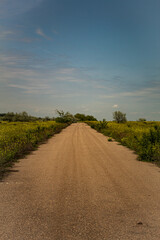 Fototapeta premium Красота в полях. Мостики, пшеница, Кони, Цветы, небо, дороги, растения, старые машины