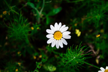 Красота в полях. Мостики, пшеница, Кони, Цветы, небо, дороги, растения, старые машины