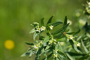 Flower of a common cromwell, Lithospermum officinale