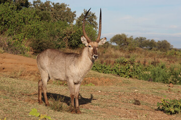Wasserbock / Waterbuck / Kobus ellipsiprymnus