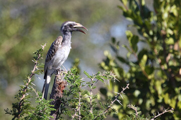 Grautoko / African grey hornbill / Tockus nasutus