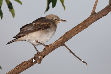 Lappenstar / Wattled starling / Creatophora cinerea..