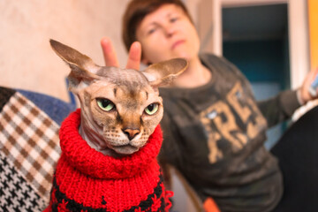 The mistress is putting horns on a serious Canadian Sphynx cat in a red sweater.