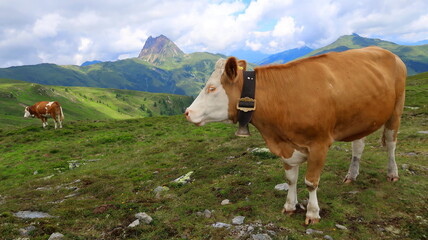 Fototapeta na wymiar Cows in the green pasture in Austrian mountains