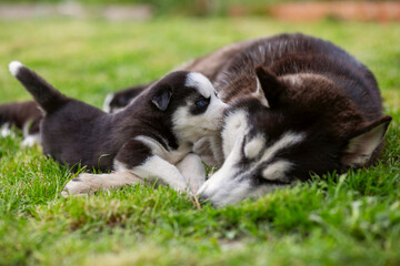 Naklejka na ściany i meble Cute little husky puppies playing with her dog mom outdoors on a meadow in the garden or park
