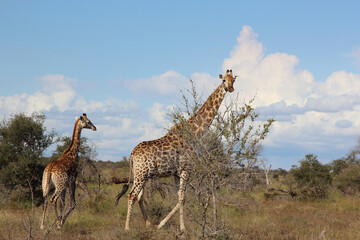 Giraffe / Giraffe / Giraffa camelopardalis.