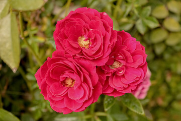 pink rose bush