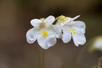 un bel gruppo di fiori primaverili bianchi coperti da gocce di rugiada, i prati di primavera e la variet&agrave; di fiori che ci si pu&ograve; trovare