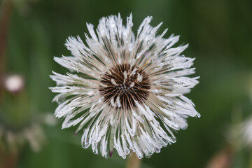 Feuchter Löwenzahn abgeblüht.