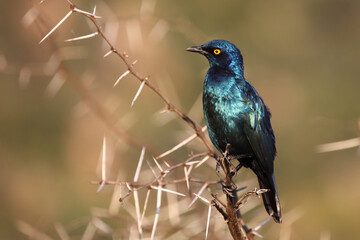 Rotschulter-Glanzstar/ Cape glossy starling or Red-shouldered starling / Lamprotornis nitens