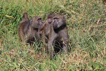 Bärenpavian / Chacma baboon / Papio ursinus.....