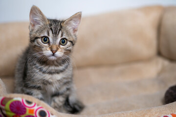Eyes of a curious little cat