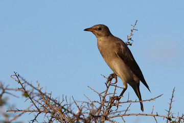 Lappenstar / Wattled starling / Creatophora cinerea..