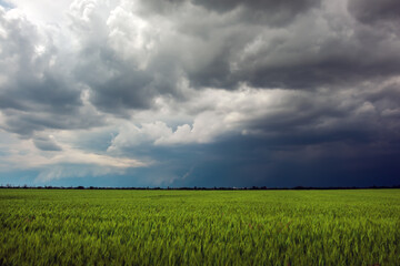 Green Wheat Field and Stormy Cloudy Sky. Dramatic Landscape. Composition of Nature