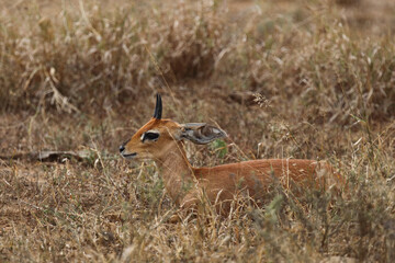 Afrikanischer Steinbock / Steenbok / Raphicerus campestris