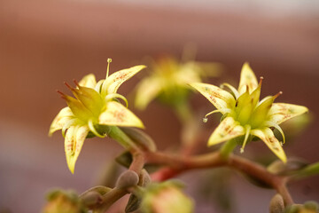 Obraz premium flower on a green background
